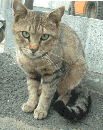 neko1