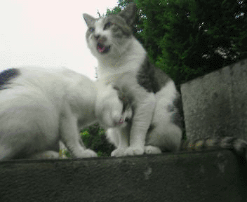 neko