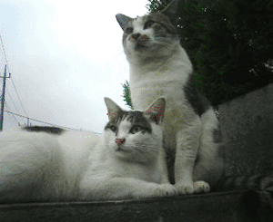 neko