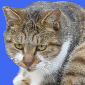 neko-3