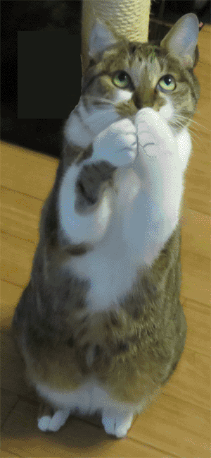 neko