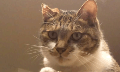 neko