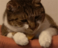 neko