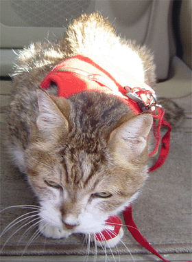 neko1