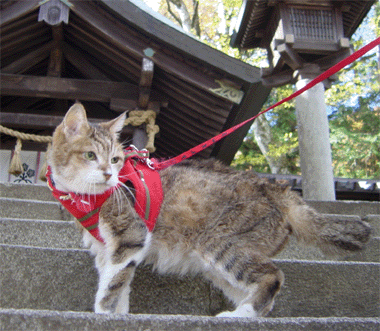 neko