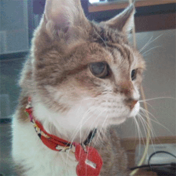 neko1