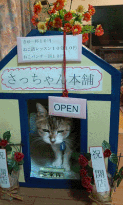 neko9