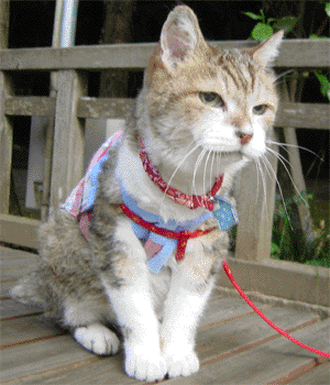 neko2