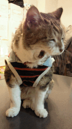 neko