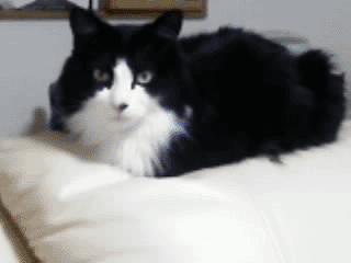 neko