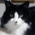 neko