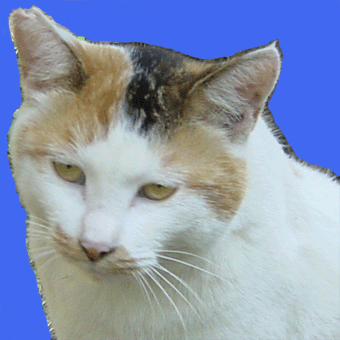 neko-2
