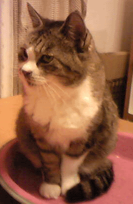 neko