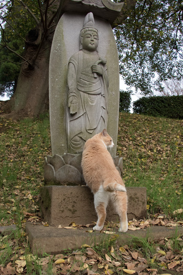 neko