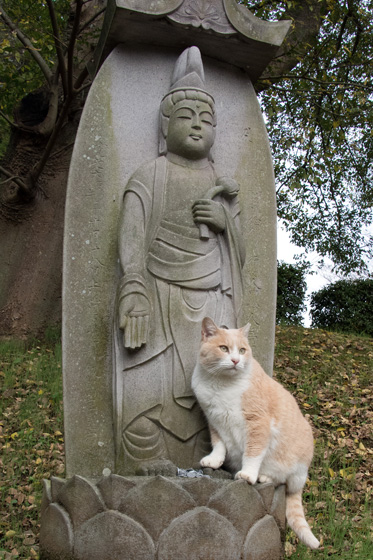 neko