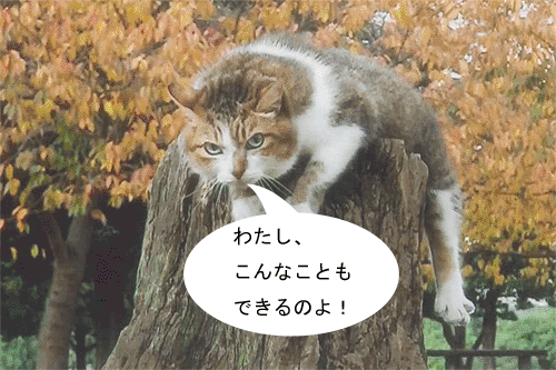neko