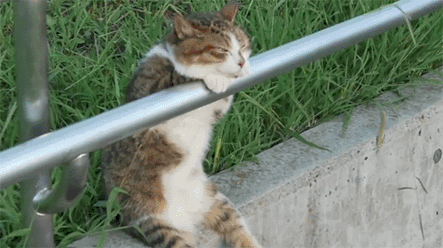 neko
