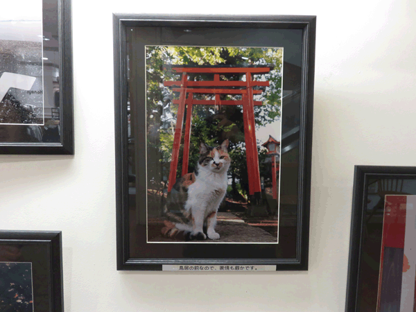 neko