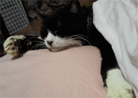 neko