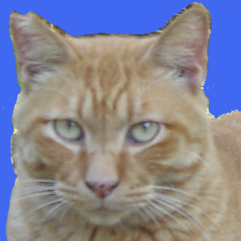 neko-1